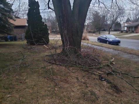 Branches snapped off of trees following ice storm.