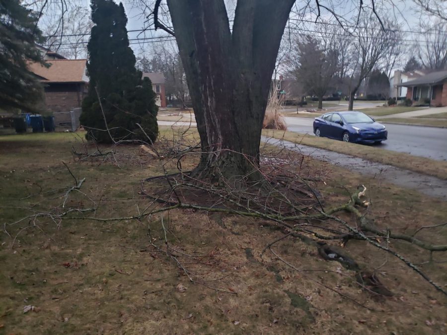 Branches+snapped+off+of+trees+following+ice+storm.